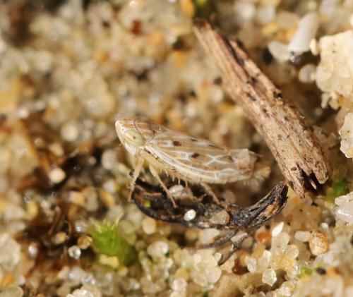 Psammotettix sabulicola